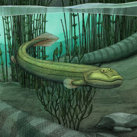 tiktaalik's fins.